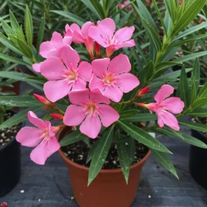 Pink Oleander Live Starter Plants - 2 Pack, 4-9 Inch Tall, Outdoor Shrub - Image 8
