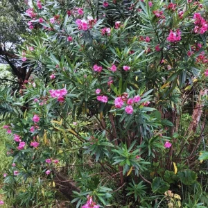 Pink Oleander Live Starter Plants - 2 Pack, 4-9 Inch Tall, Outdoor Shrub - Image 9