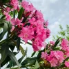 Pink Oleander Live Starter Plants - 2 Pack, 4-9 Inch Tall, Outdoor Shrub - Image 1