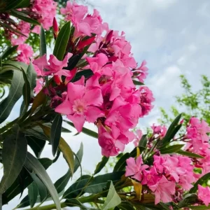 Pink Oleander Live Starter Plants - 2 Pack, 4-9 Inch Tall, Outdoor Shrub - Image 1