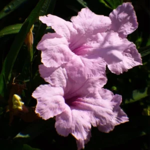 Pink Ruellia Live Plant - Katie's Dwarf Mexican Petunia, 4-9 Inch Tall, Pack of 4 - Image 3