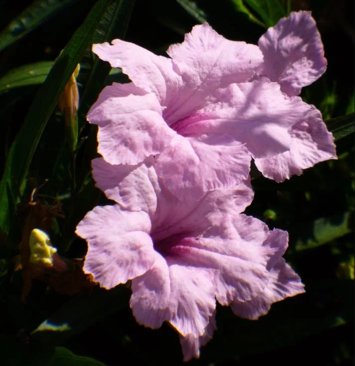 Pink Ruellia Live Plant - Katie's Dwarf Mexican Petunia, 4-9 Inch Tall, Pack of 4 - Image 3