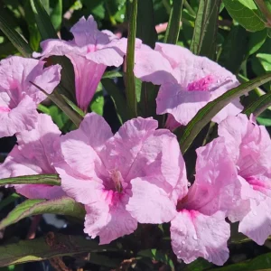 Pink Ruellia Live Plant - Katie's Dwarf Mexican Petunia, 4-9 Inch Tall, Pack of 4 - Image 4