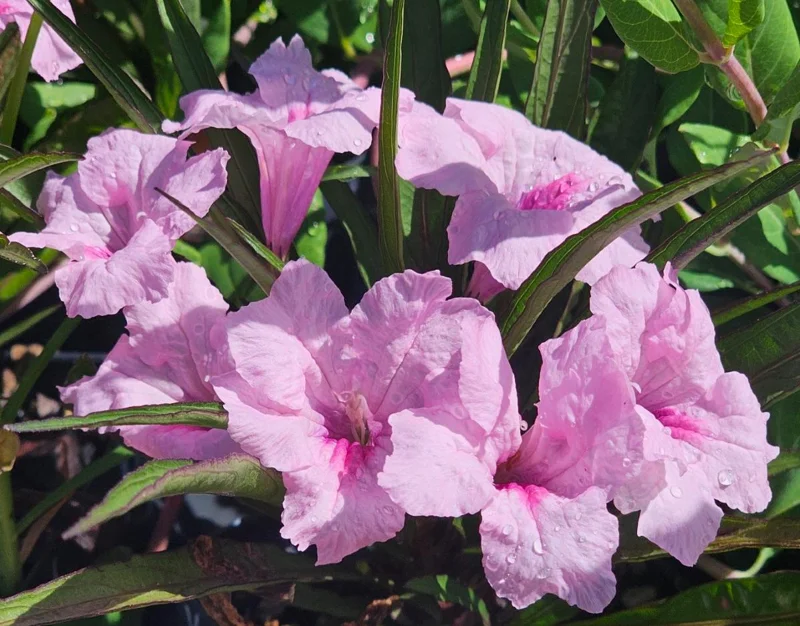 Pink Ruellia Live Plant - Katie's Dwarf Mexican Petunia, 4-9 Inch Tall, Pack of 4 - Image 4