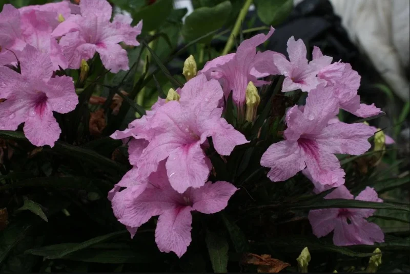 Pink Ruellia Live Plant - Katie's Dwarf Mexican Petunia, 4-9 Inch Tall, Pack of 4 - Image 5
