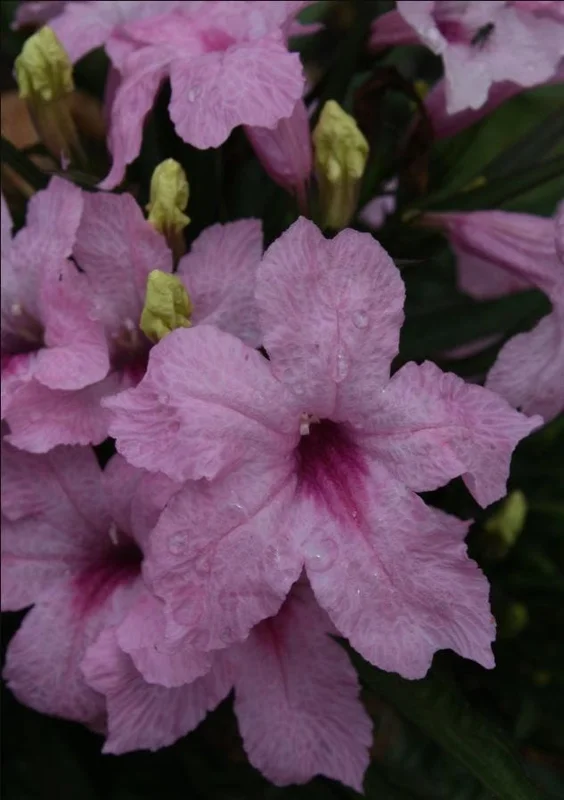 Pink Ruellia Live Plant - Katie's Dwarf Mexican Petunia, 4-9 Inch Tall, Pack of 4 - Image 6