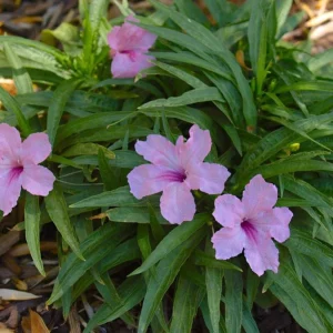 Pink Ruellia Live Plant - Katie's Dwarf Mexican Petunia, 4-9 Inch Tall, Pack of 4 - Image 7