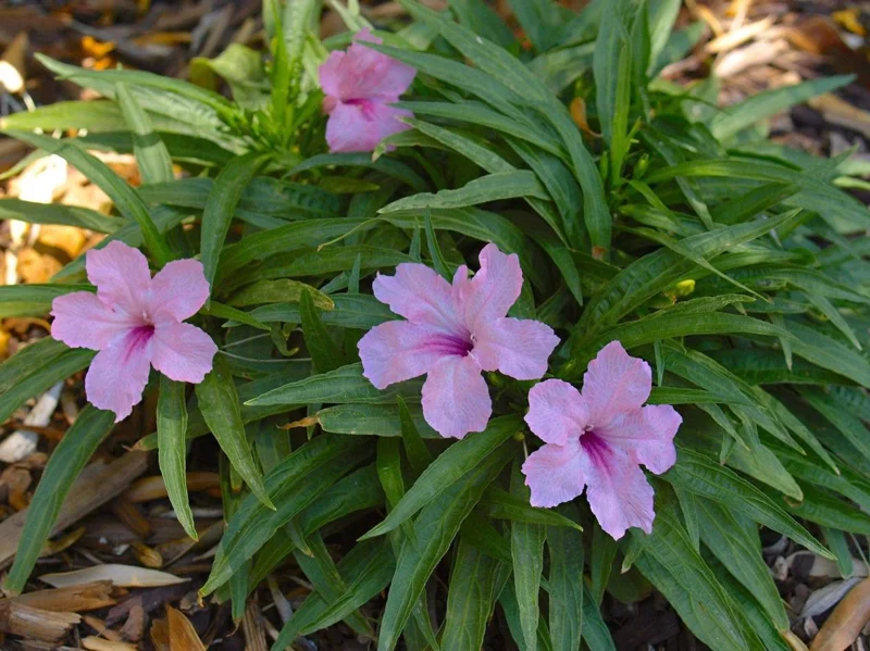 Pink Ruellia Live Plant - Katie's Dwarf Mexican Petunia, 4-9 Inch Tall, Pack of 4 - Image 7