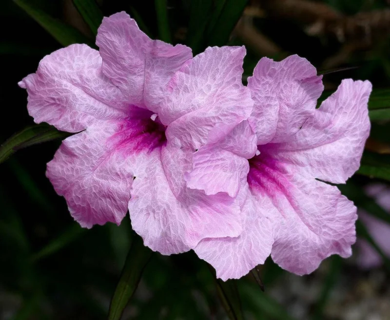 Pink Ruellia Live Plant - Katie's Dwarf Mexican Petunia, 4-9 Inch Tall, Pack of 4 - Image 8