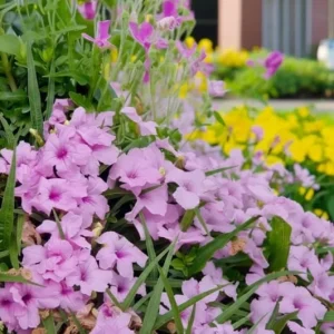 Pink Ruellia Live Plant - Katie's Dwarf Mexican Petunia, 4-9 Inch Tall, Pack of 4 - Image 9