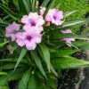 Pink Ruellia Live Plant - Katie's Dwarf Mexican Petunia, 4-9 Inch Tall, Pack of 4 - Image 1