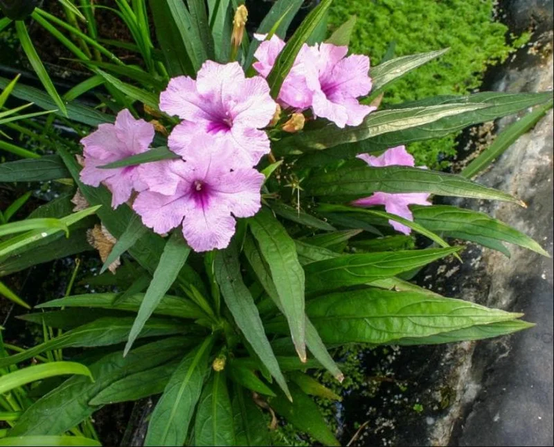 Pink Ruellia Live Plant - Katie's Dwarf Mexican Petunia, 4-9 Inch Tall, Pack of 4 - Image 1