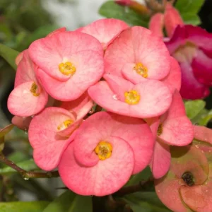 Pink Salmon Crown of Thorns Live Plant, Euphorbia Milii, 4-6 Inch Tall Starter - Image 2