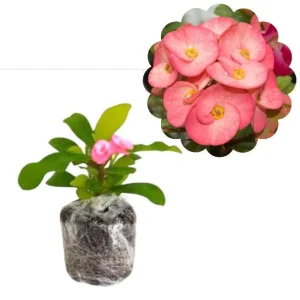 Pink Salmon Crown of Thorns Live Plant, Euphorbia Milii, 4-6 Inch Tall Starter - Image 3