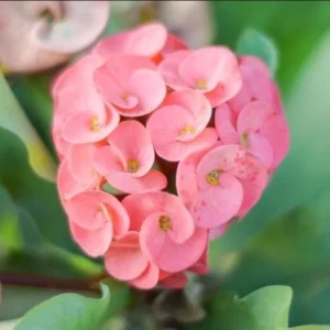 Pink Salmon Crown of Thorns Live Plant, Euphorbia Milii, 4-6 Inch Tall Starter - Image 4