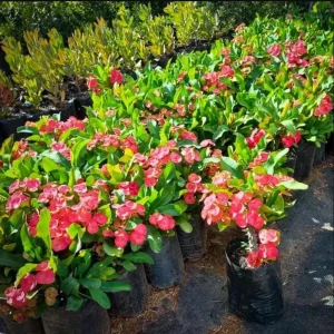 Pink Salmon Crown of Thorns Live Plant, Euphorbia Milii, 4-6 Inch Tall Starter - Image 5