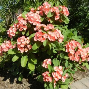 Pink Salmon Crown of Thorns Live Plant, Euphorbia Milii, 4-6 Inch Tall Starter - Image 6