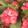 Pink Salmon Crown of Thorns Live Plant, Euphorbia Milii, 4-6 Inch Tall Starter - Image 1