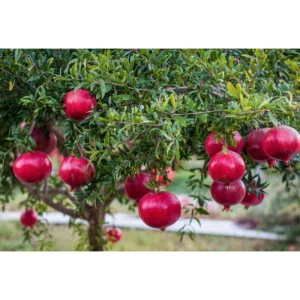 Pomegranate Tree Live Plant, Sweet Fruit Variety, 20-24 Inches Tall in 1 Gallon Pot - Image 2