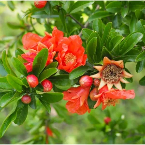 Pomegranate Tree Live Plant, Sweet Fruit Variety, 20-24 Inches Tall in 1 Gallon Pot - Image 5