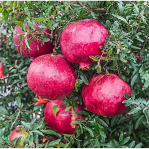 Pomegranate Tree Live Plant, Sweet Fruit Variety, 20-24 Inches Tall in 1 Gallon Pot - Image 1