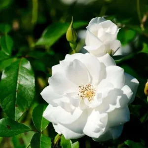 Prosperity White Climbing Rose Live Plant - Fragrant, Well-Rooted, 4-6 Inch Tall - Image 2