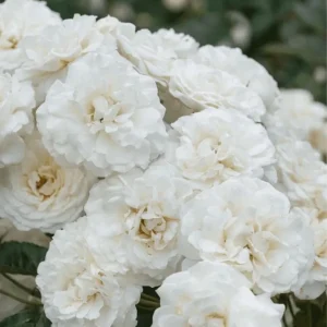 Prosperity White Climbing Rose Live Plant - Fragrant, Well-Rooted, 4-6 Inch Tall - Image 3