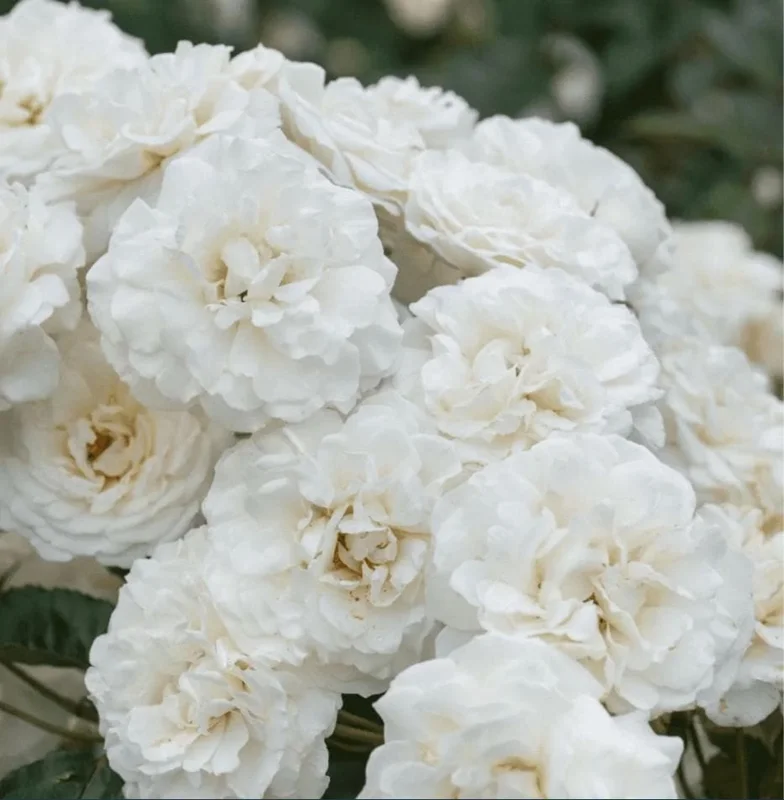 Prosperity White Climbing Rose Live Plant - Fragrant, Well-Rooted, 4-6 Inch Tall - Image 3