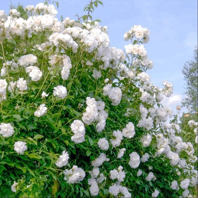 Prosperity White Climbing Rose Live Plant - Fragrant, Well-Rooted, 4-6 Inch Tall - Image 4