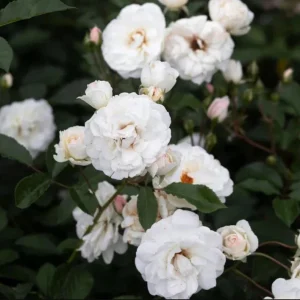 Prosperity White Climbing Rose Live Plant - Fragrant, Well-Rooted, 4-6 Inch Tall - Image 1