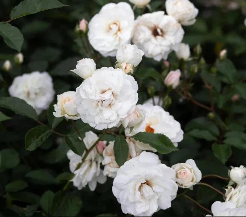 Prosperity White Climbing Rose Live Plant - Fragrant, Well-Rooted, 4-6 Inch Tall - Image 1