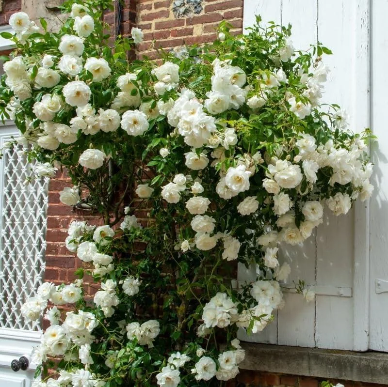 Prosperity White Climbing Rose Live Plant - Fragrant, Well-Rooted, 4-6 Inch Tall - Image 5