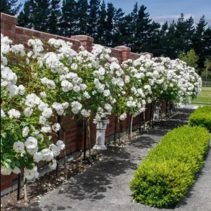 Prosperity White Climbing Rose Live Plant - Fragrant, Well-Rooted, 4-6 Inch Tall - Image 6