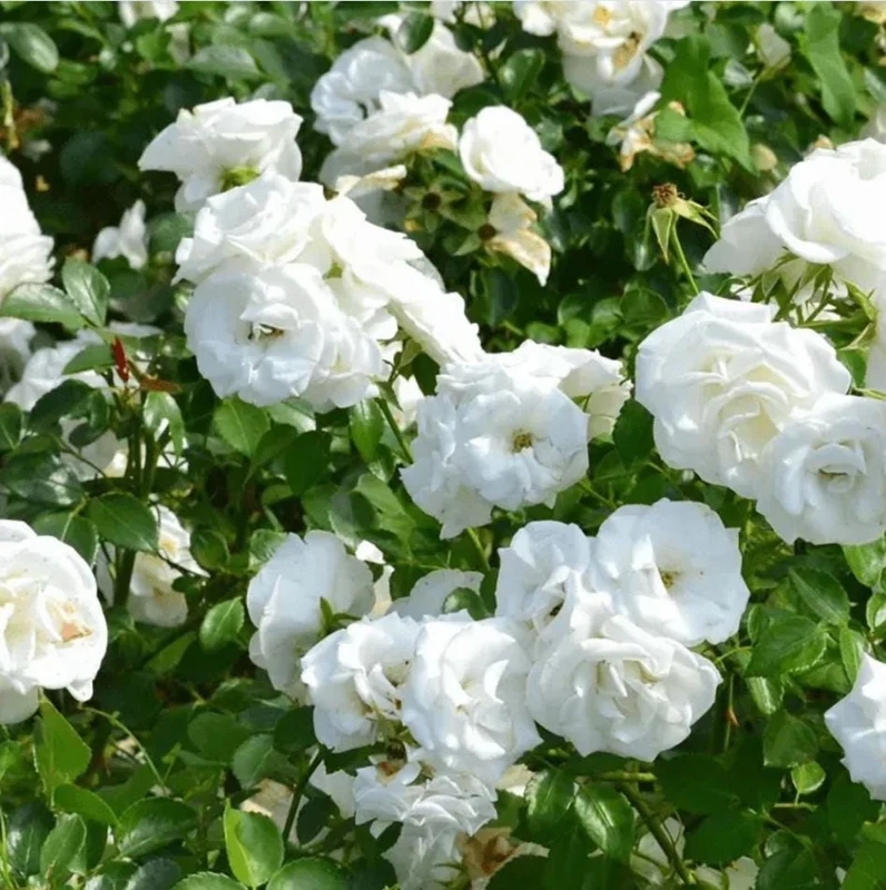 Prosperity White Climbing Rose Live Plant - Fragrant, Well-Rooted, 4-6 Inch Tall - Image 7