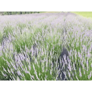 Provence Lavender Live Plants, 2-Pack, 4-6 Inch Tall, Fragrant Blue-Purple Flowers - Image 2