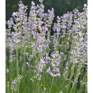 Provence Lavender Live Plants, 2-Pack, 4-6 Inch Tall, Fragrant Blue-Purple Flowers - Image 3