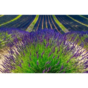 Provence Lavender Live Plants, 2-Pack, 4-6 Inch Tall, Fragrant Blue-Purple Flowers - Image 4