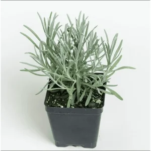 Provence Lavender Live Plants, 2-Pack, 4-6 Inch Tall, Fragrant Blue-Purple Flowers - Image 6