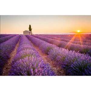 Provence Lavender Live Plants, 2-Pack, 4-6 Inch Tall, Fragrant Blue-Purple Flowers - Image 7