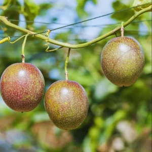 Purple Passion Fruit Live Starter Plant, Passiflora Purple Possum, 4-6 Inch Tall - Image 2