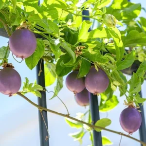 Purple Passion Fruit Live Starter Plant, Passiflora Purple Possum, 4-6 Inch Tall - Image 3