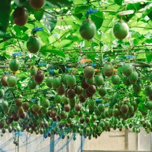 Purple Passion Fruit Live Starter Plant, Passiflora Purple Possum, 4-6 Inch Tall - Image 4