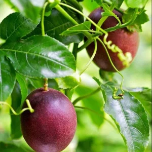 Purple Passion Fruit Live Starter Plant, Passiflora Purple Possum, 4-6 Inch Tall - Image 5