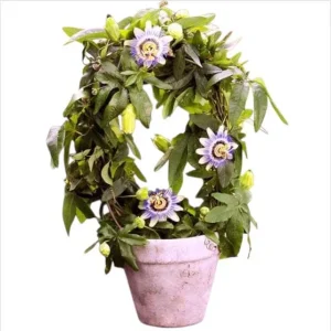 Purple Passion Fruit Live Starter Plant, Passiflora Purple Possum, 4-6 Inch Tall - Image 6