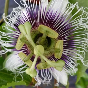 Purple Passion Fruit Live Starter Plant, Passiflora Purple Possum, 4-6 Inch Tall - Image 8