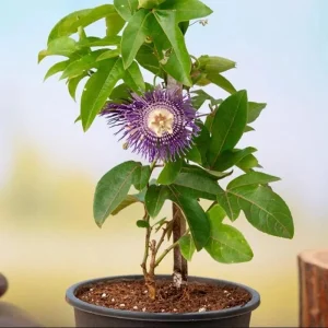 Purple Passion Fruit Live Starter Plant, Passiflora Purple Possum, 4-6 Inch Tall - Image 9