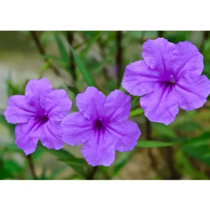 Purple Showers Ruellia Live Plant - 2 Pack, 4-9 in Tall, Sterile Mexican Petunia - Image 5