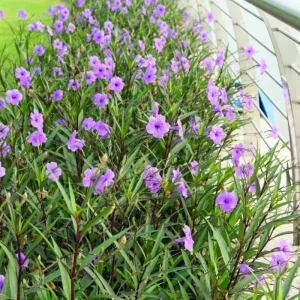 Purple Showers Ruellia Live Plant - 2 Pack, 4-9 in Tall, Sterile Mexican Petunia - Image 6