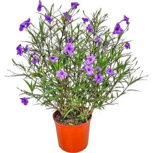 Purple Showers Ruellia Live Plant - 2 Pack, 4-9 in Tall, Sterile Mexican Petunia - Image 1