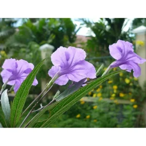Purple Showers Ruellia Live Plants - 4 Pack, Purple Mexican Petunia, 4-9 Inch Tall - Image 10